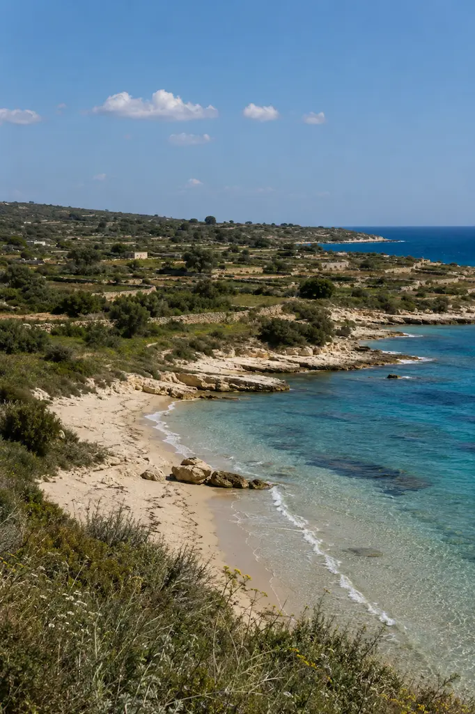 Sandy cove with clear turquoise water, limestone rocks, and olive groves divided by dry-stone walls.