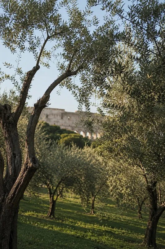 Ancient olive grove surrounding the Colosseum Archaeological Park with the Colosseum visible through the olive trees in Rome.