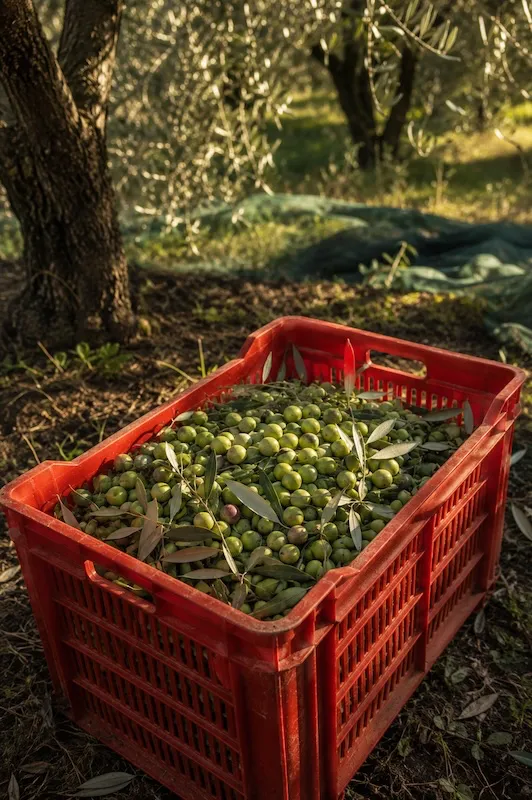Red harvest crate filled with freshly picked olives beneath ancient olive trees in the Colosseum Archaeological Park.