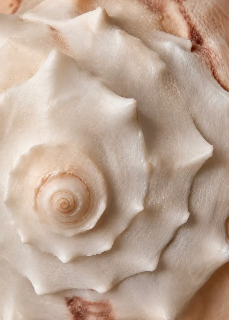 Shell Macro