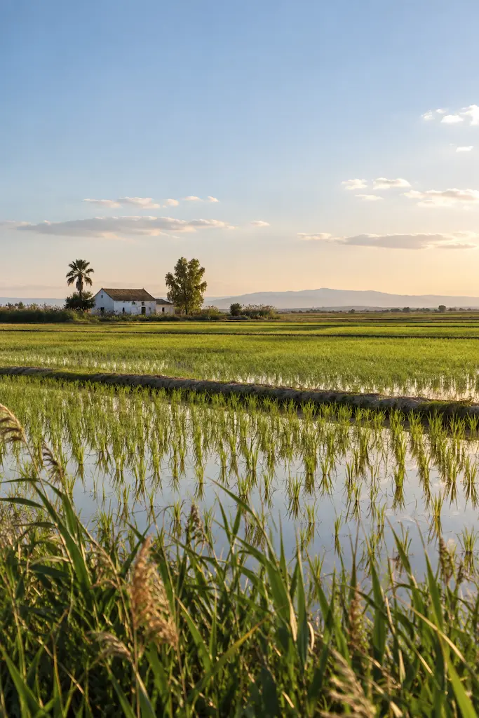 Rice fields and irrigation channels surrounding Albufera near Valencia, Spain